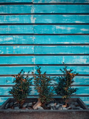 Three flower pots with home plants against a blue wooden wall