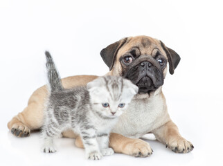 Pug puppy and scottish kitten look at camera together. isolated on white background