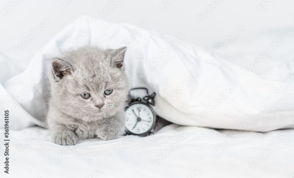 Poster funny kitten lies under white blanket on a bed at home with alarm clock. empty space for text
