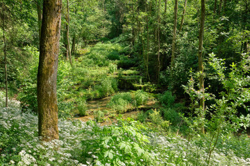 Idyllic forest landscape in summer with the river Lillach flowing over the Sinterterrassen (sinter terraces) in the background near the town Weißenohe, Germany, in June.