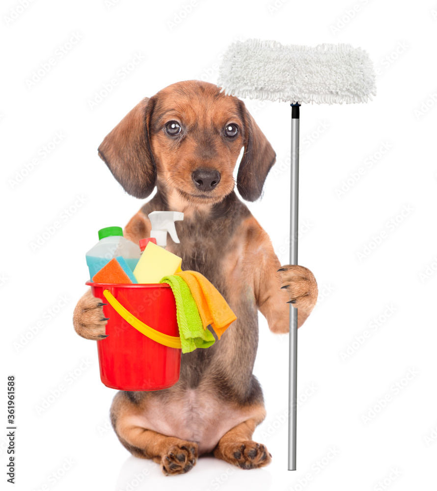 Poster dachshund puppy holds bucket with washing fluids and mop in it paw. cleaning concept. isolated on wh