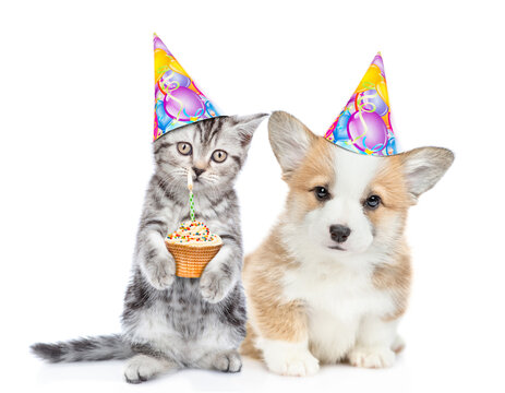 Kitten holds cupcake with burning candle and sits with corgi puppy. Pets wearing party'scaps. isolated on white background