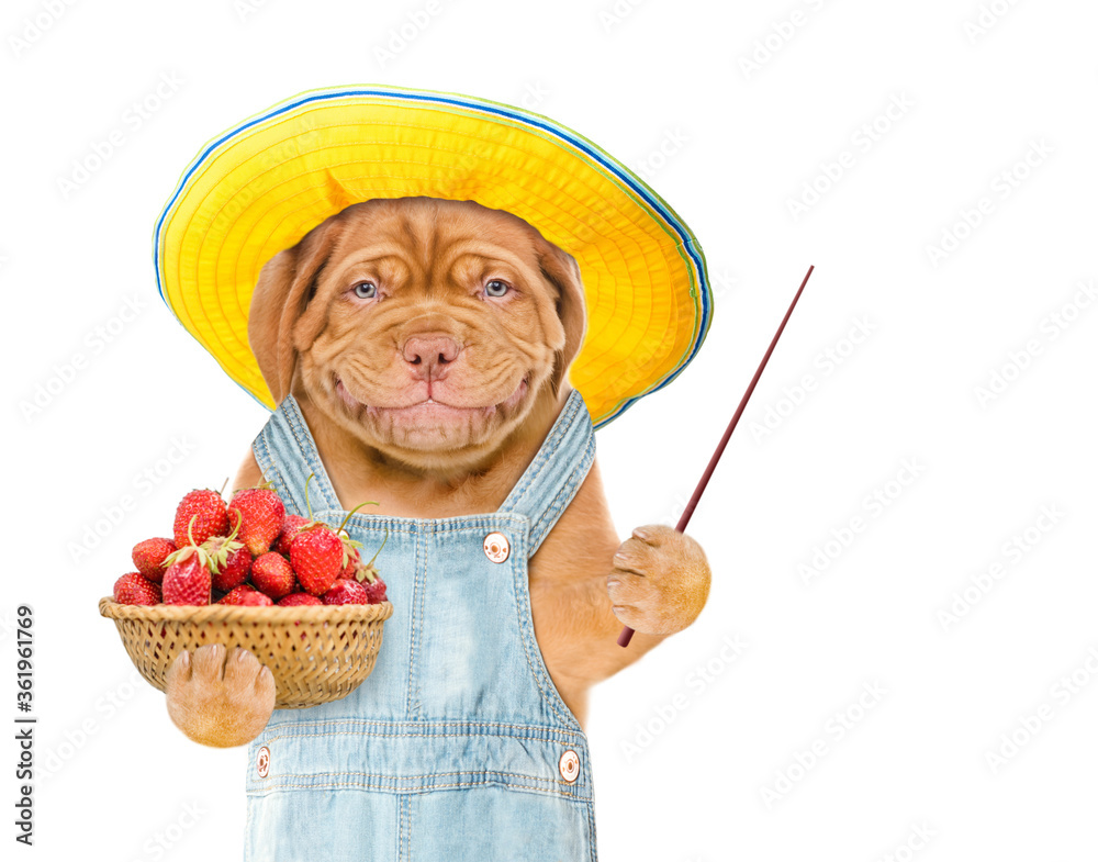 Aufkleber Smiling puppy farmer wearing overalls and summer hat holds basket of strawberries and points away on empty space. isolated on white background