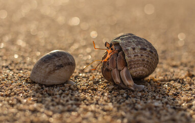 hermit crab on the sand