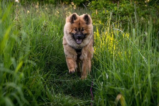 Eurasier puppy dog running towards camera in the tall grass