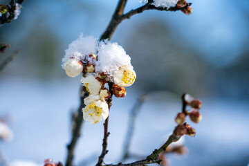 雪が積もった梅の花　早春の金沢旅行