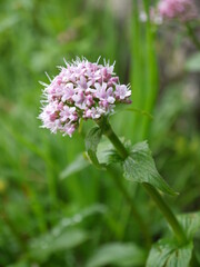 Der Sommertraum aus Blüten