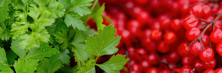 Viburnum red berries (guelder rose) and parsley leaves. Wide panoramic texture with red fruits of viburnum on twigs and green parsley. Autumn harvest. Closeup. Natural background is perfect for design