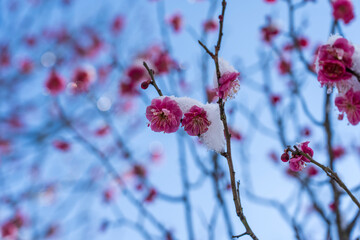 雪が積もった紅梅　早春の金沢旅行