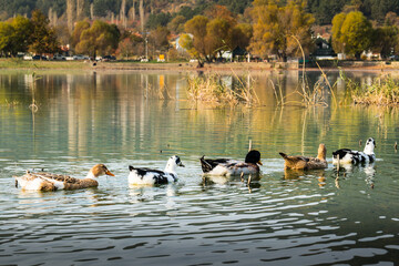 Ducks floating in the reeds on the pond at sunrise. Abstract background 