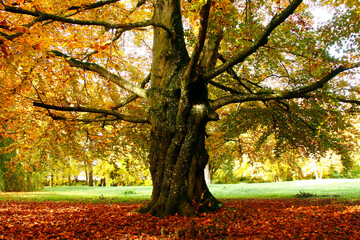 Obraz premium Herbstlandschaft