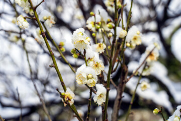 雪が積もった梅の花　早春の金沢旅行