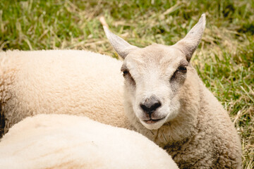 Close up of a lamb in early summer