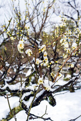 雪が積もった梅の花　早春の金沢旅行