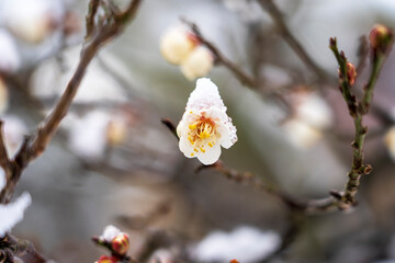雪が積もった梅の花　早春の金沢旅行