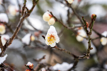 雪が積もった梅の花　早春の金沢旅行
