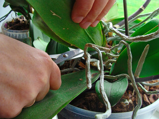 Pruning orchid 5