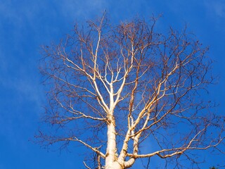 looking up white birch tree in winter