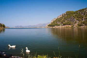 Fototapeta na wymiar ducks in the lake between the mountains