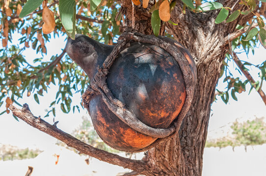 Hollow Himba gourd for storing sour milk