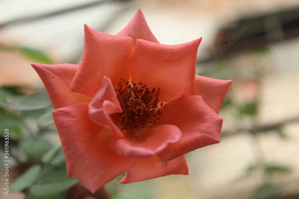 Wall mural red rose flower