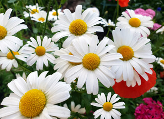Beautiful large daisies with a white petals