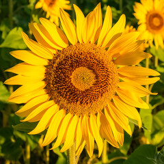 Naklejka premium sunflower in a field in Provence, yellow background 