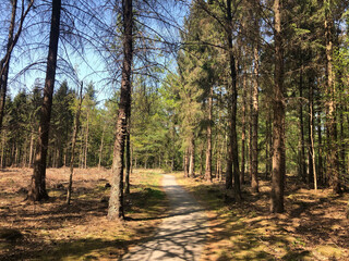 Bicycle path in the forest around Hardenberg