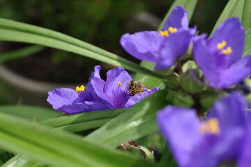 Pszczoła na kwiatku