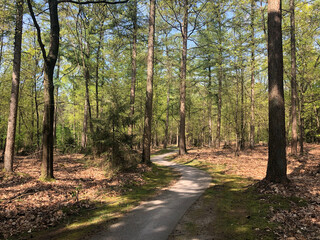 Bicycle path in the forest around Diffelen