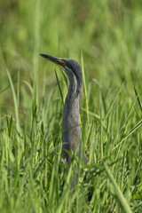 Striated Heron in the grasses, Masai Mara