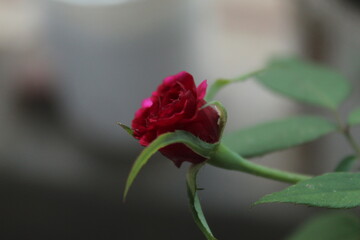 red rose bud