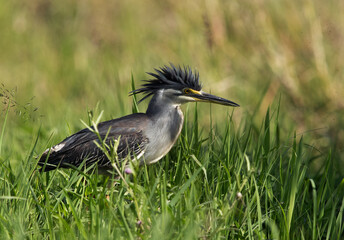 Striated Heron, Masai Mara, Kenya