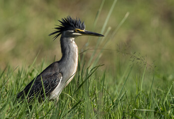 Striated Heron with open crest, Masai Mara