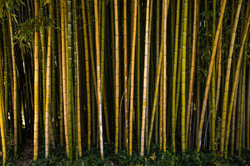 The bamboo forest of the Ninfa gardens, an ancient medieval town located in the province of Latina, Italy. - obrazy, fototapety, plakaty