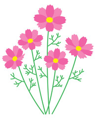 Fototapeta premium five cosmoses color in magenta