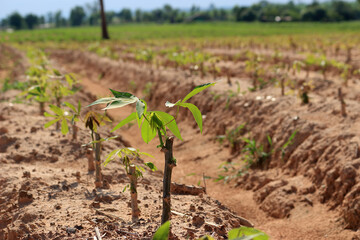 Cassava plantation in a beautiful row and the sky as the background. 5