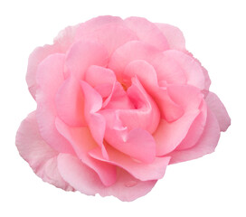 A single delicate pink floribunda rose, variety Fragrant Cloud, isolated on white.