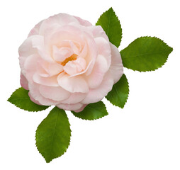 A single romantic pink rose, variety English Miss, nestling on a bed of green leaves. Isolated on white.