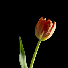 Fototapeta premium Tulip