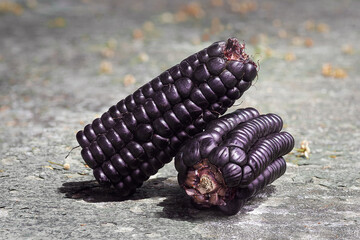 details of a peruvian purple corn, zea mays l, a product with high nutritional value