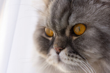 Fluffy grey Scottish cat. Close-up portrait. orange beautiful eyes. Domestic thoroughbred cat. Thoughtful look.