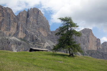 Lärche am Nigerpass mit Rosengarten