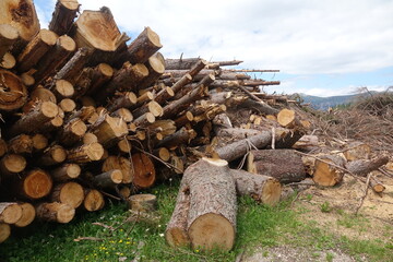 Holzstoß am Rosengarten in Italien