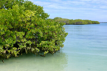 Mangrove, Galápagos National Park, Galápagos Islands, World Heritage Site, Ecuador, America