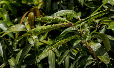 The young leaves of the mango tree were destroyed by insects.