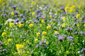 Bienenweide, Bienenfutterwiese