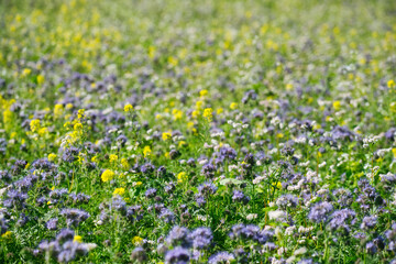 Bienenweide, Bienenfutterwiese