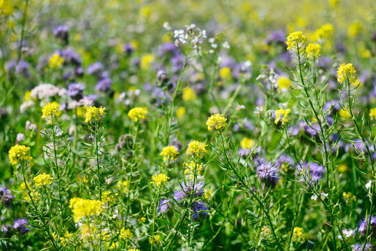 Bienenweide, Bienenfutterwiese