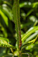 The young leaves of the mango tree were destroyed by insects.